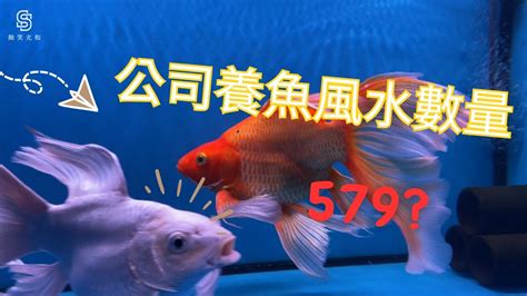 養魚數量垃圾魚|養風水魚數量攻略：命格五行對應養魚條數 